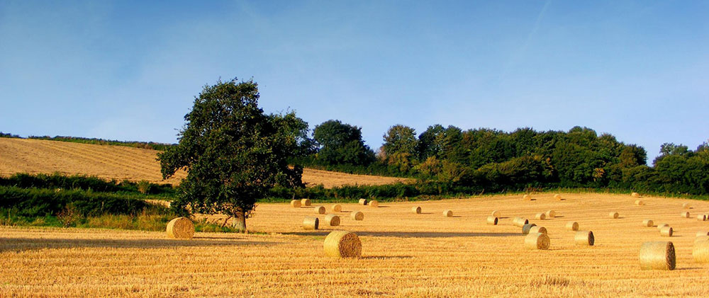 campo-di-grano